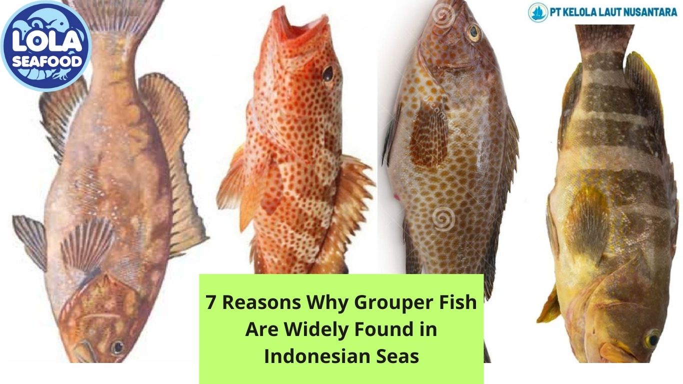 7 Reasons Why Grouper Fish Are Widely Found in Indonesian Seas